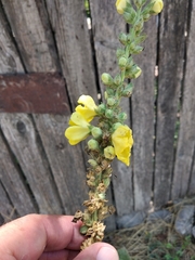 Verbascum phlomoides