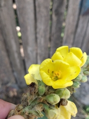 Verbascum phlomoides