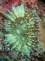 Lobophyllia hataii