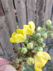 Verbascum phlomoides