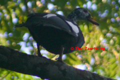 Asarcornis scutulata