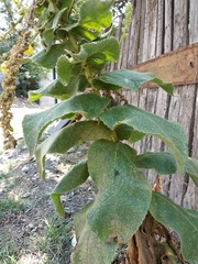 Verbascum phlomoides