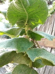 Verbascum phlomoides