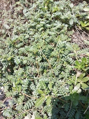 Tribulus terrestris