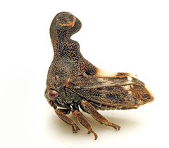 Eutryonia monstrifera