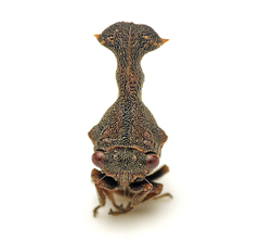 Eutryonia monstrifera