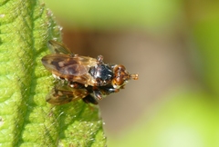 Myopa buccata
