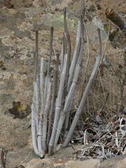 Ceropegia fusca image