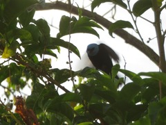 Stilpnia cyanicollis