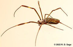 Trichonephila clavipes