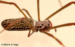 Trichonephila clavipes