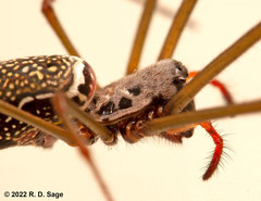 Trichonephila clavipes