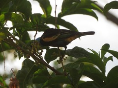 Stilpnia cyanicollis