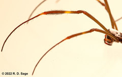 Trichonephila clavipes