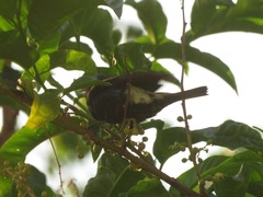 Stilpnia cyanicollis