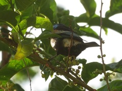 Stilpnia cyanicollis