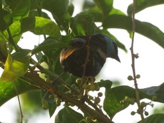 Stilpnia cyanicollis