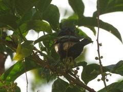 Stilpnia cyanicollis