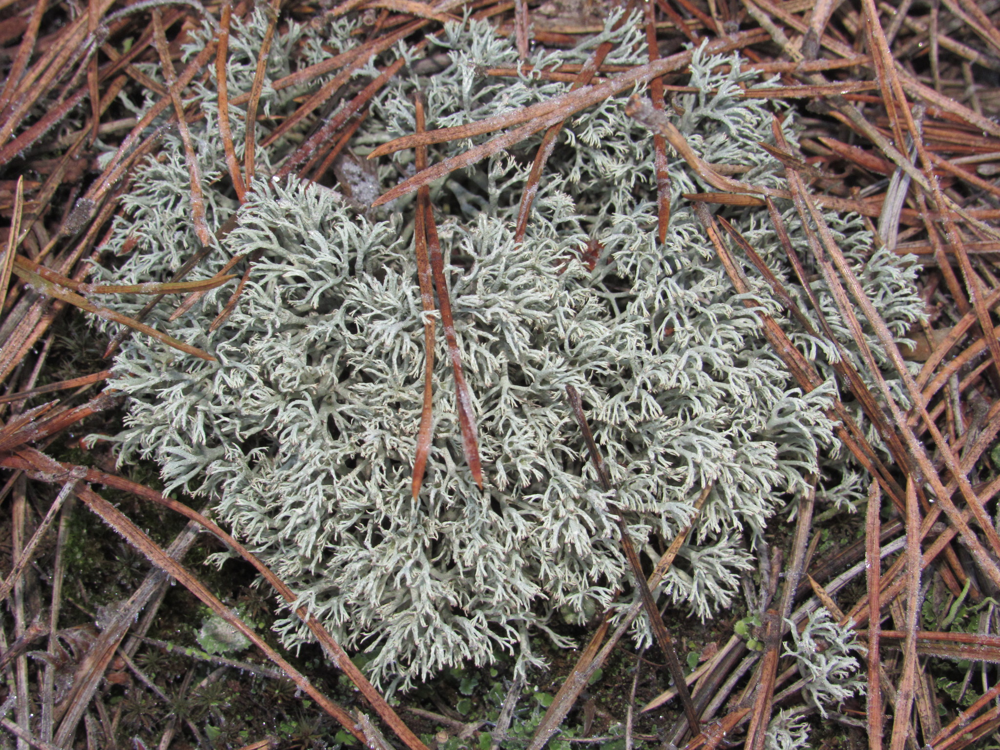 Cladonia mitis Sandst.