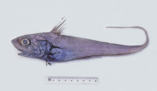 Género Ventrifossa · iNaturalist Mexico