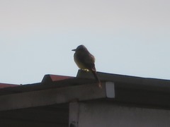 Tyrannus melancholicus