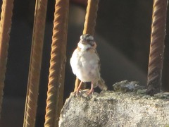 Zonotrichia capensis