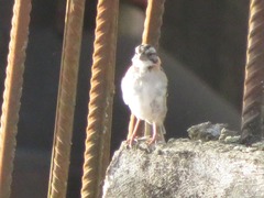 Zonotrichia capensis
