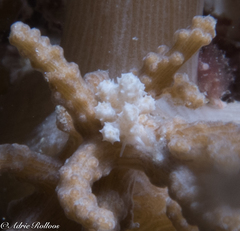 Phyllodesmium koehleri