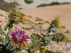 Centaurea seridis