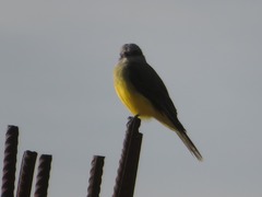 Tyrannus melancholicus