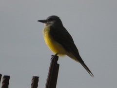 Tyrannus melancholicus