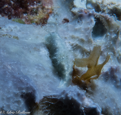 Chromodoris kalawakan