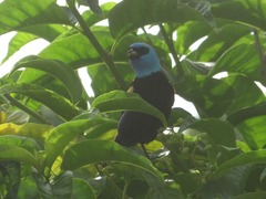 Stilpnia cyanicollis