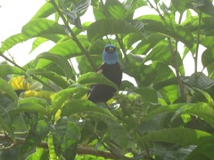 Stilpnia cyanicollis