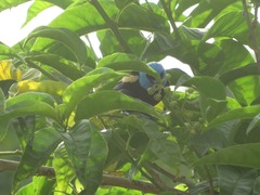 Stilpnia cyanicollis