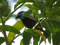 Stilpnia cyanicollis