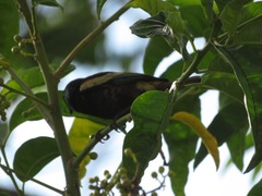 Stilpnia cyanicollis