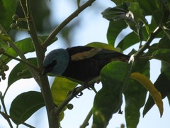 Stilpnia cyanicollis