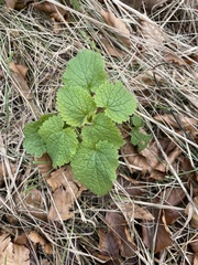 Lamium maculatum