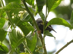 Stilpnia cyanicollis