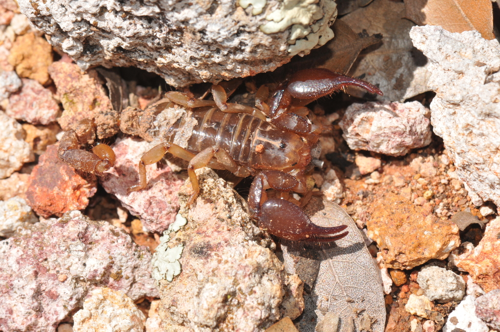 Diplocentrus peloncillensis