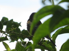 Stilpnia cyanicollis