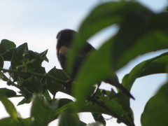 Stilpnia cyanicollis