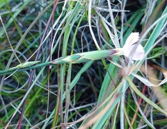 Dianthus albens