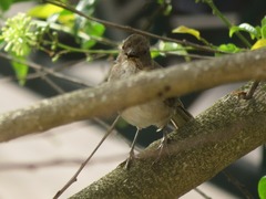 Turdus ignobilis debilis