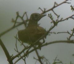 Pinarocorys nigricans