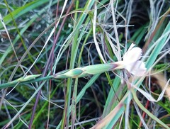 Dianthus albens