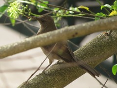 Turdus ignobilis debilis