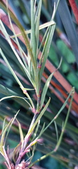 Dianthus albens