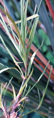 Dianthus albens